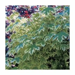 Acer platanoides 'Drummondii' |Norway Maple Tree -Ornamental Trees Shop TR0131 add image 3 379a
