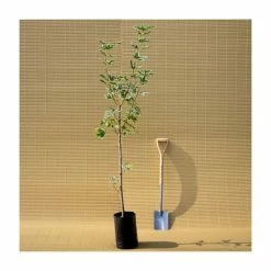 Acer platanoides 'Drummondii' |Norway Maple Tree -Ornamental Trees Shop TR0131 add image 4 1f8b