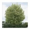Acer platanoides 'Drummondii' |Norway Maple Tree 1 Acer platanoides 'Drummondii' |Norway Maple Tree -Ornamental Trees Shop TR0131 main image 06fa