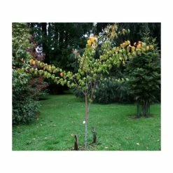 Acer davidii 'George Forrest' | Snakebark Maple Tree | 9L Pot | 120-150cm -Ornamental Trees Shop TR0132 add image 1 20ee