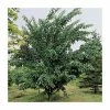 Acer davidii 'George Forrest' | Snakebark Maple Tree | 9L Pot | 120-150cm -Ornamental Trees Shop TR0132 main image 6a8b