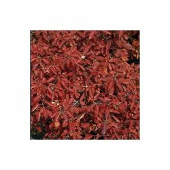 Amelanchier lamarckii | Snowy Mespilus | 12L Pot | 150-180cm | By Frank P Matthews -Ornamental Trees Shop TR013312L add image 1 f627