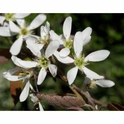Amelanchier lamarckii | Snowy Mespilus | 12L Pot | 150-180cm | By Frank P Matthews -Ornamental Trees Shop TR013312L add image 5 c11f