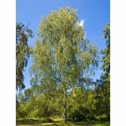 Silver Birch | Betula Pendula 10 Silver Birch | Betula Pendula -Ornamental Trees Shop TR013512L add image 1 57df