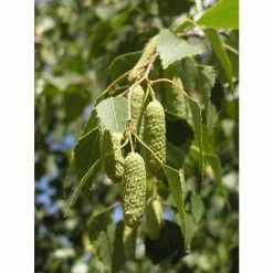 Silver Birch | Betula Pendula 11 Silver Birch | Betula Pendula -Ornamental Trees Shop TR013512L add image 2 6e23