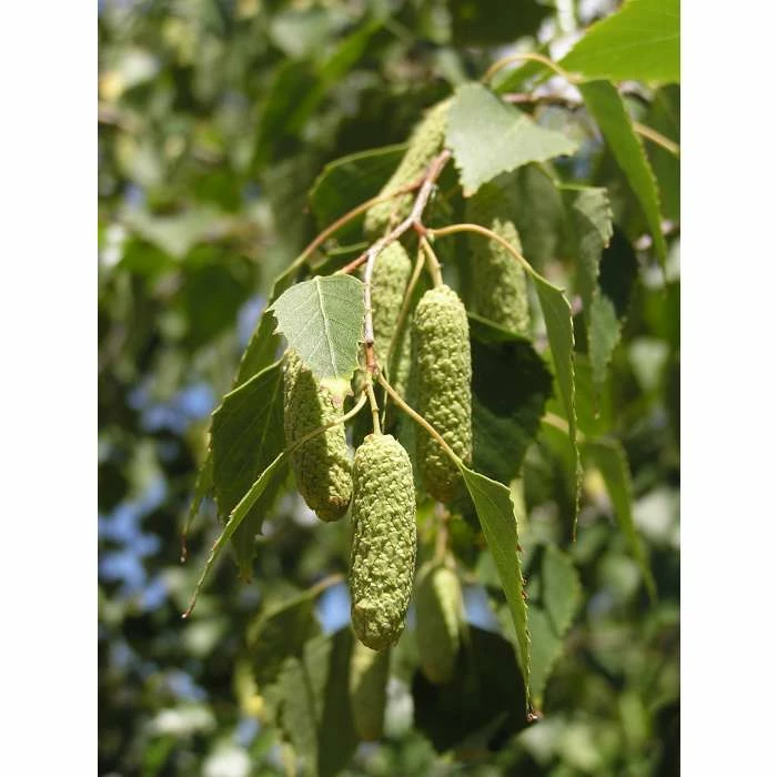 Silver Birch | Betula Pendula 6 Silver Birch | Betula Pendula - Image 4