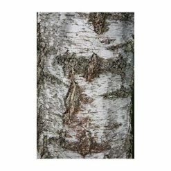 Silver Birch | Betula Pendula 12 Silver Birch | Betula Pendula -Ornamental Trees Shop TR013512L add image 3 942a