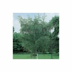 Silver Birch | Betula Pendula 13 Silver Birch | Betula Pendula -Ornamental Trees Shop TR013512L add image 4 e015