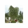 Silver Birch | Betula Pendula -Ornamental Trees Shop TR013512L main image 09a1