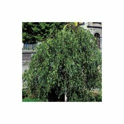 Betula Pendula 'Youngii' | Weeping Birch Tree | 12L Pot | 150-180cm | By Frank P Matthews -Ornamental Trees Shop TR013612L add image 3 3ff7