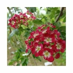 Crataegus laevigata 'Crimson Cloud'| Hawthorn Tree | 12L Pot | 150-180cm| By Frank P Matthews 7 Crataegus laevigata 'Crimson Cloud'| Hawthorn Tree | 12L Pot | 150-180cm| By Frank P Matthews -Ornamental Trees Shop TR013812L add image 1 bad6