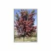 Crataegus laevigata 'Crimson Cloud'| Hawthorn Tree | 12L Pot | 150-180cm| By Frank P Matthews -Ornamental Trees Shop TR013812L main image bad9