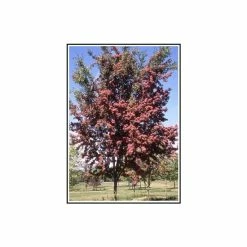 Crataegus laevigata 'Crimson Cloud' | Hawthorn Tree