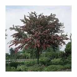 Crataegus laevigata 'Pauls Scarlet' | Hawthorn Tree | 12L Pot | 150-180cm | By Frank P Matthews -Ornamental Trees Shop TR013912L add image 1 990c