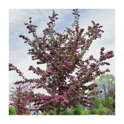 Crataegus laevigata 'Pauls Scarlet' | Hawthorn Tree | 12L Pot | 150-180cm | By Frank P Matthews -Ornamental Trees Shop TR013912L add image 2 a747