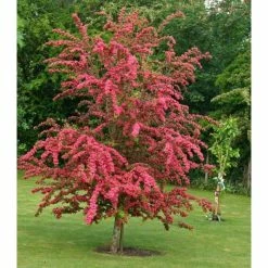 Crataegus laevigata 'Pauls Scarlet' | Hawthorn Tree -Ornamental Trees Shop TR01399L add image 3 bb63