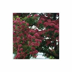 Crataegus laevigata 'Pauls Scarlet' | Hawthorn Tree -Ornamental Trees Shop TR01399L add image 4 c9c2