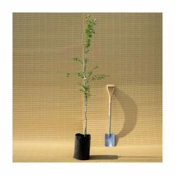 Crataegus laevigata 'Pauls Scarlet' | Hawthorn Tree -Ornamental Trees Shop TR01399L add image 5 7d98