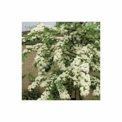 Crataegus laevigata 'Plena' | Hawthorn Tree -Ornamental Trees Shop TR0140 add image 1 c41e