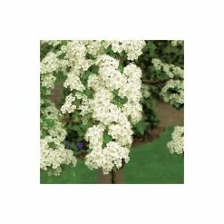 Crataegus laevigata 'Plena' | Hawthorn Tree -Ornamental Trees Shop TR0140 add image 2 997c