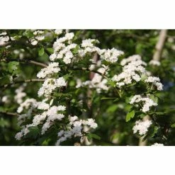 Crataegus laevigata 'Plena' | Hawthorn Tree -Ornamental Trees Shop TR0140 add image 3 32eb