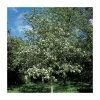 Crataegus laevigata 'Plena' | Hawthorn Tree -Ornamental Trees Shop TR0140 main image 14a5