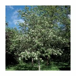 Crataegus laevigata 'Plena' | Hawthorn Tree