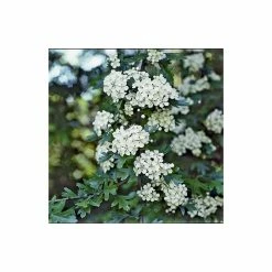 Crataegus × lavalleei 'Carrierei' | Hawthorn Tree | 9L Pot | 120-150cm -Ornamental Trees Shop TR0142 add image 3 8e51