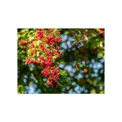 Crataegus × lavalleei 'Carrierei' | Hawthorn Tree | 9L Pot | 120-150cm -Ornamental Trees Shop TR0142 add image 5 44ed
