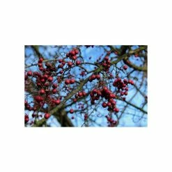 Crataegus × lavalleei 'Carrierei' | Hawthorn Tree | 9L Pot | 120-150cm -Ornamental Trees Shop TR0142 add image 6 ebe2