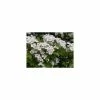 Crataegus × lavalleei 'Carrierei' | Hawthorn Tree | 9L Pot | 120-150cm -Ornamental Trees Shop TR0142 main image 2414