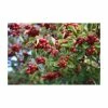 Crataegus persimilis 'Prunifolia' | Hawthorn Tree -Ornamental Trees Shop TR0143 main image a1ed