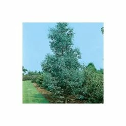 Eucalyptus gunnii -Ornamental Trees Shop TR0145 add image 1 2ed1