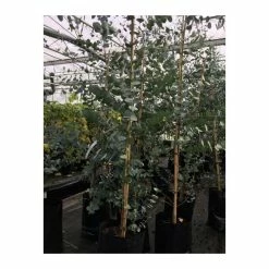 Eucalyptus gunnii -Ornamental Trees Shop TR0145 add image 2 b5e1