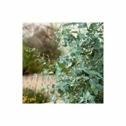 Eucalyptus gunnii -Ornamental Trees Shop TR0145 add image 3 1539