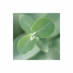 Eucalyptus gunnii -Ornamental Trees Shop TR0145 add image 4 f7ba