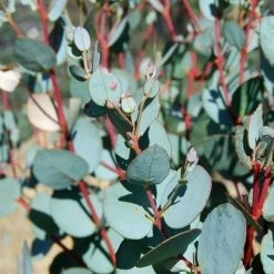 Eucalyptus gunnii -Ornamental Trees Shop TR0145 rollover image c74d
