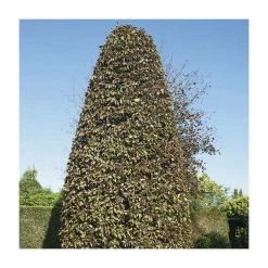 Beech Tree | Fagus Sylvatica -Ornamental Trees Shop TR0146 add image 1 e483