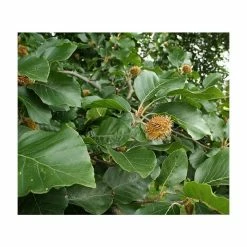 Beech Tree | Fagus Sylvatica -Ornamental Trees Shop TR0146 add image 2 1456