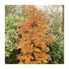Beech Tree | Fagus Sylvatica -Ornamental Trees Shop TR0146 main image d000