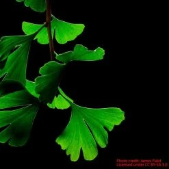Ginkgo Biloba | Maidenhair Tree 14 Ginkgo Biloba | Maidenhair Tree -Ornamental Trees Shop TR0147 add image 1 4cb4