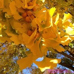 Ginkgo Biloba | Maidenhair Tree 15 Ginkgo Biloba | Maidenhair Tree -Ornamental Trees Shop TR0147 add image 2 b913