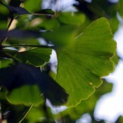 Ginkgo Biloba | Maidenhair Tree 16 Ginkgo Biloba | Maidenhair Tree -Ornamental Trees Shop TR0147 add image 3 7be3