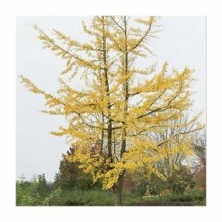 Ginkgo Biloba | Maidenhair Tree 17 Ginkgo Biloba | Maidenhair Tree -Ornamental Trees Shop TR0147 add image 4 40d7