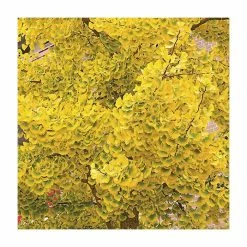 Ginkgo Biloba | Maidenhair Tree 18 Ginkgo Biloba | Maidenhair Tree -Ornamental Trees Shop TR0147 add image 5 4cf5