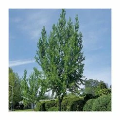 Ginkgo Biloba | Maidenhair Tree 19 Ginkgo Biloba | Maidenhair Tree -Ornamental Trees Shop TR0147 add image 6 300a