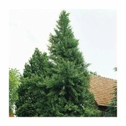 Ginkgo Biloba | Maidenhair Tree 20 Ginkgo Biloba | Maidenhair Tree -Ornamental Trees Shop TR0147 add image 7 a6b8