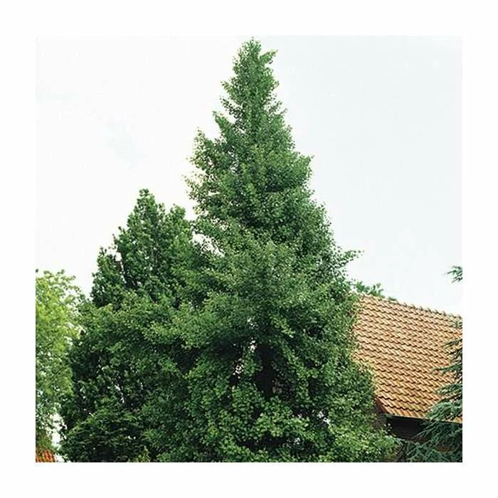 Ginkgo Biloba | Maidenhair Tree 11 Ginkgo Biloba | Maidenhair Tree - Image 9