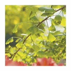 Ginkgo Biloba | Maidenhair Tree 21 Ginkgo Biloba | Maidenhair Tree -Ornamental Trees Shop TR0147 add image 8 6468