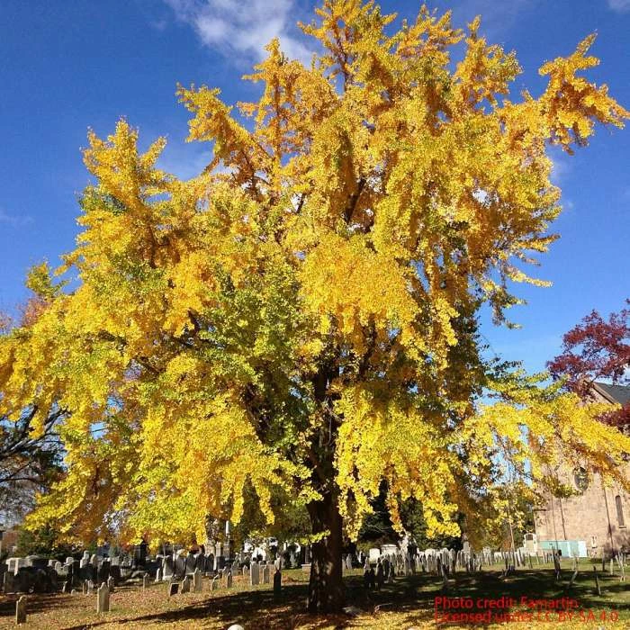 Ginkgo Biloba | Maidenhair Tree 4 Ginkgo Biloba | Maidenhair Tree - Image 2